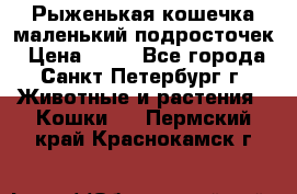 Рыженькая кошечка маленький подросточек › Цена ­ 10 - Все города, Санкт-Петербург г. Животные и растения » Кошки   . Пермский край,Краснокамск г.